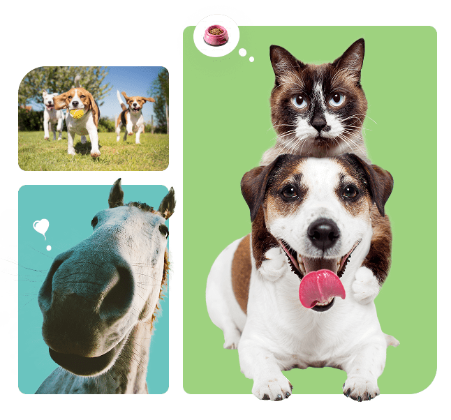 Collage mit Bildern von Hunden, Katzen und Pferden