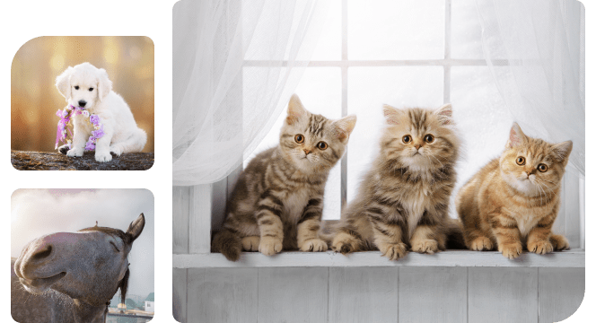 Collage mit Bildern von Hunden, Katzen und Pferden